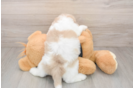 Shih Poo Pup Being Cute