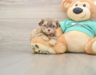 7 week old Shih Poo Puppy For Sale - Puppy Love PR