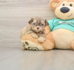 7 week old Shih Poo Puppy For Sale - Puppy Love PR