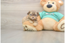 Petite Shih Poo Poodle Mix Pup