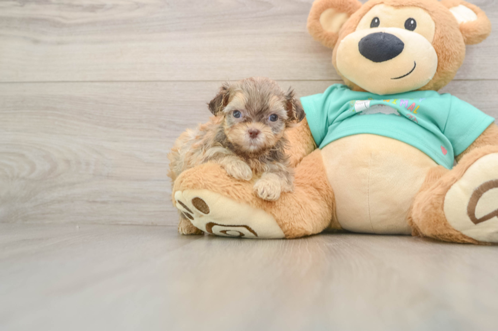 Petite Shih Poo Poodle Mix Pup