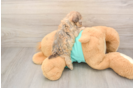 Small Shih Poo Baby
