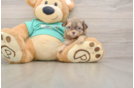 Popular Shih Poo Poodle Mix Pup