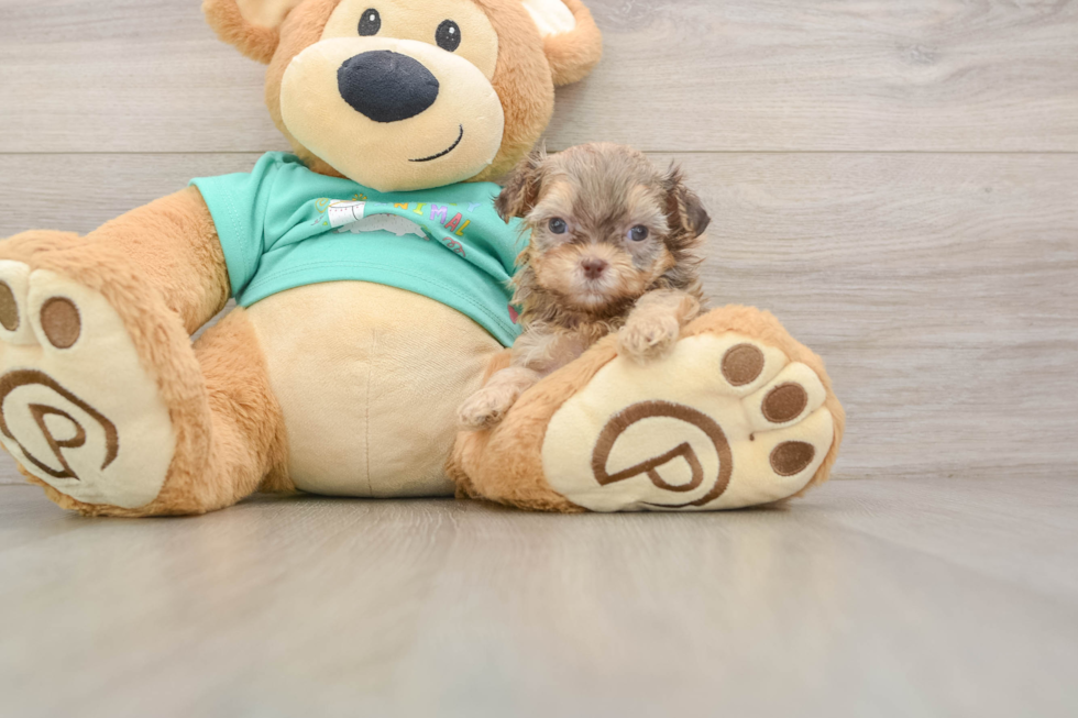 Popular Shih Poo Poodle Mix Pup