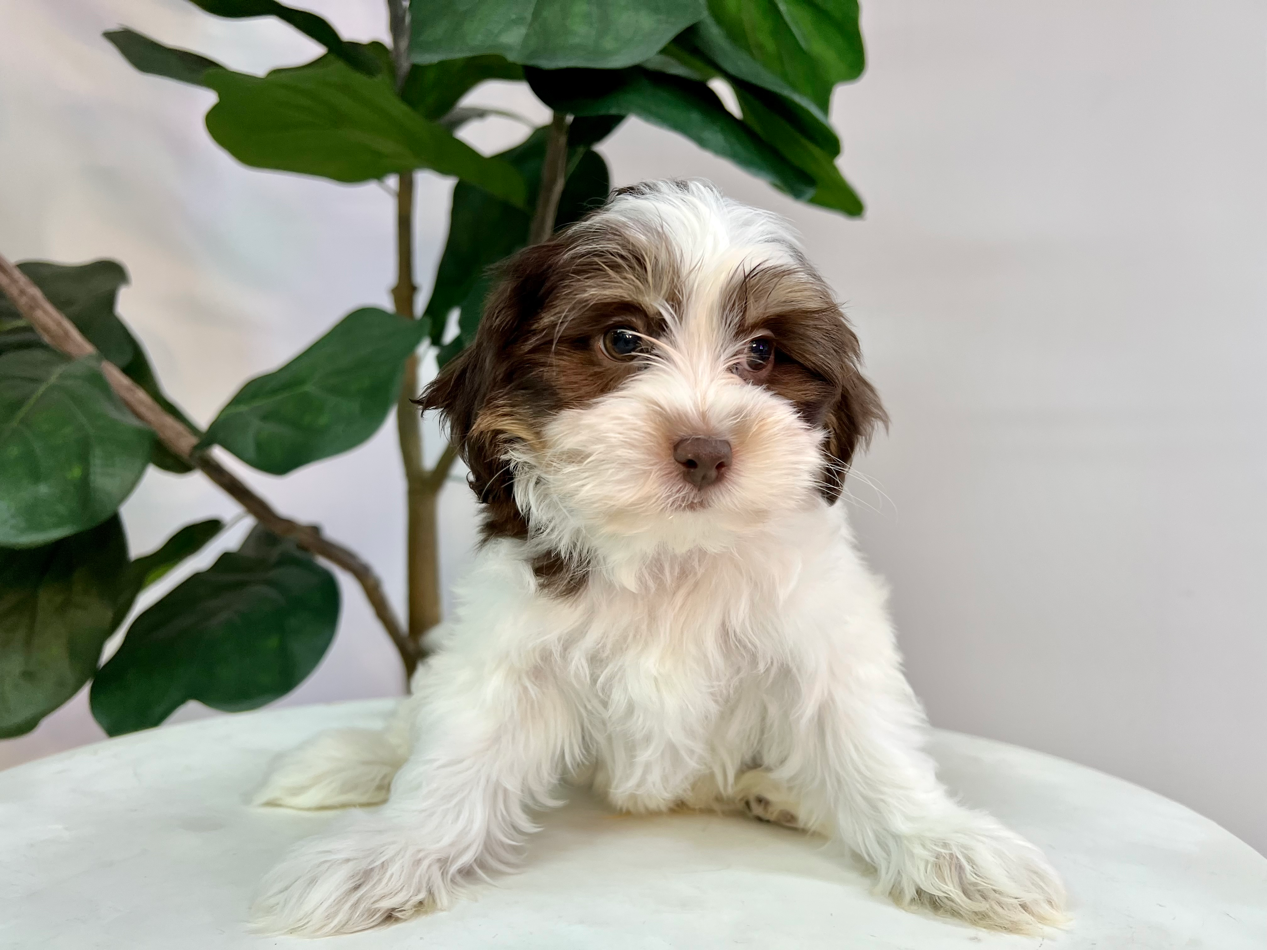 Cute Shih Poo Baby