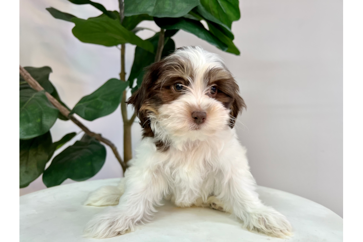 Cute Shih Poo Baby