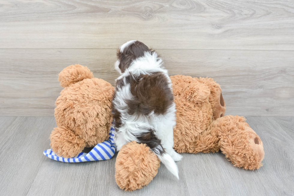 Little Shihpoo Poodle Mix Puppy