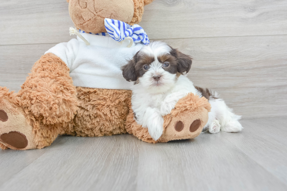 Happy Shih Poo Baby