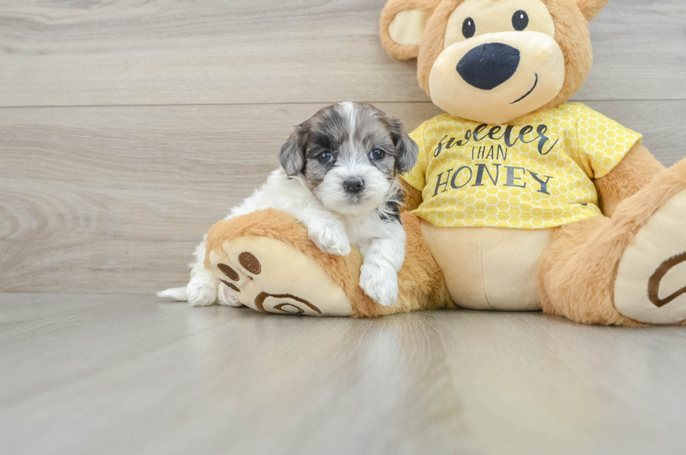 8 week old Shih Poo Puppy For Sale - Puppy Love PR