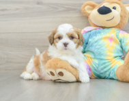 7 week old Shih Poo Puppy For Sale - Puppy Love PR