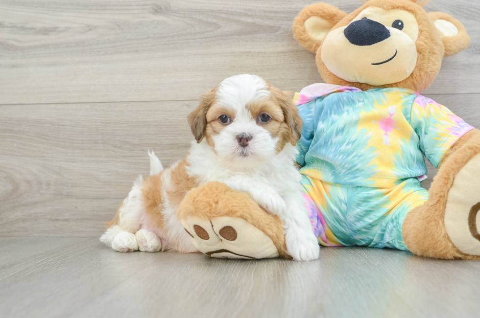 6 week old Shih Poo Puppy For Sale - Puppy Love PR