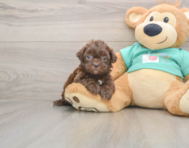 6 week old Shih Poo Puppy For Sale - Puppy Love PR