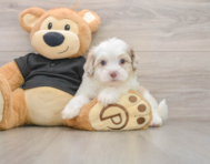 6 week old Shih Poo Puppy For Sale - Puppy Love PR