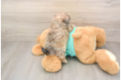 Shih Poo Pup Being Cute