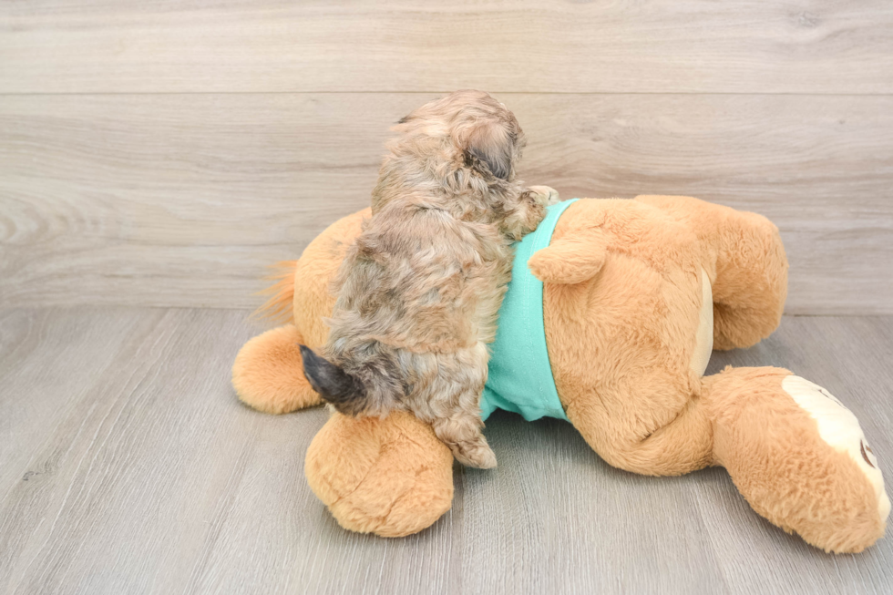 Shih Poo Pup Being Cute
