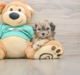 8 week old Shih Poo Puppy For Sale - Puppy Love PR
