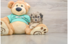 Shih Poo Puppy for Adoption