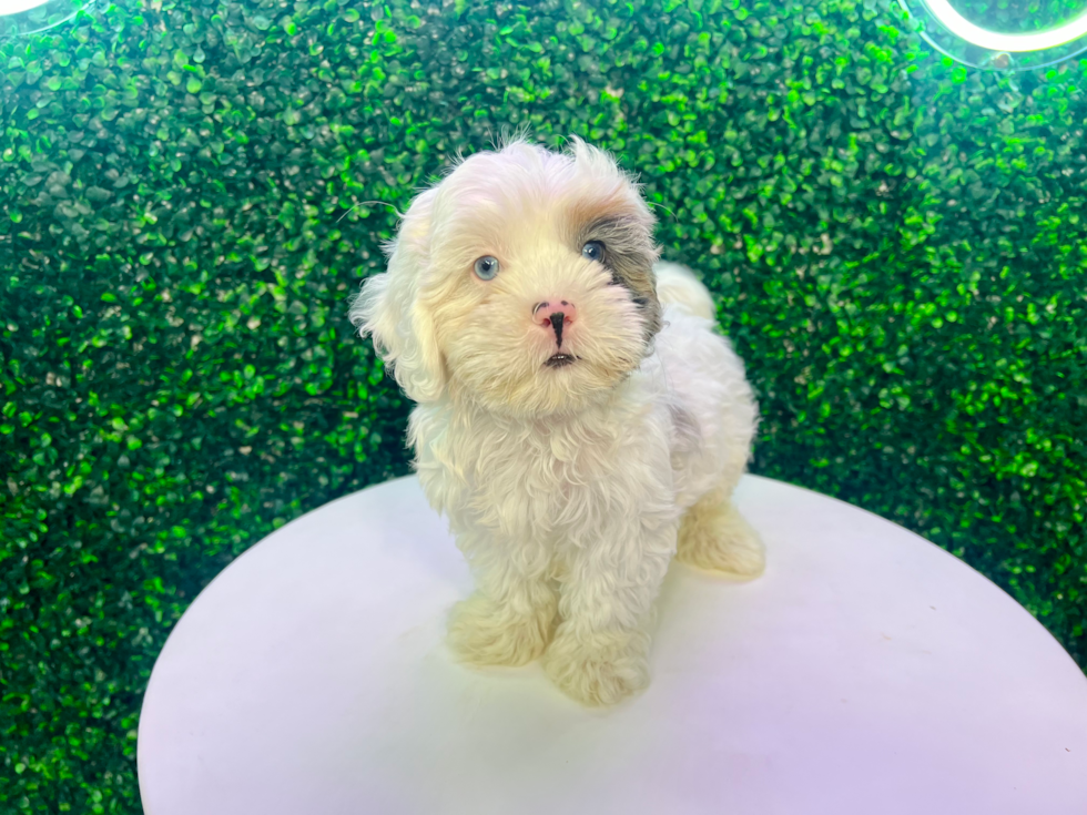 Shih Poo Puppy for Adoption