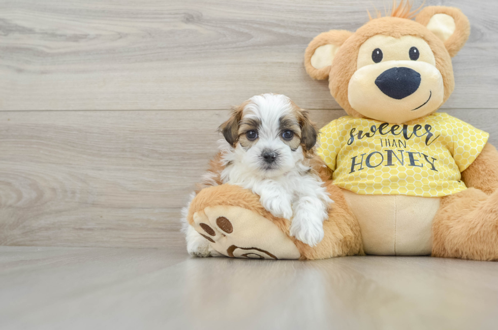 8 week old Shih Poo Puppy For Sale - Puppy Love PR