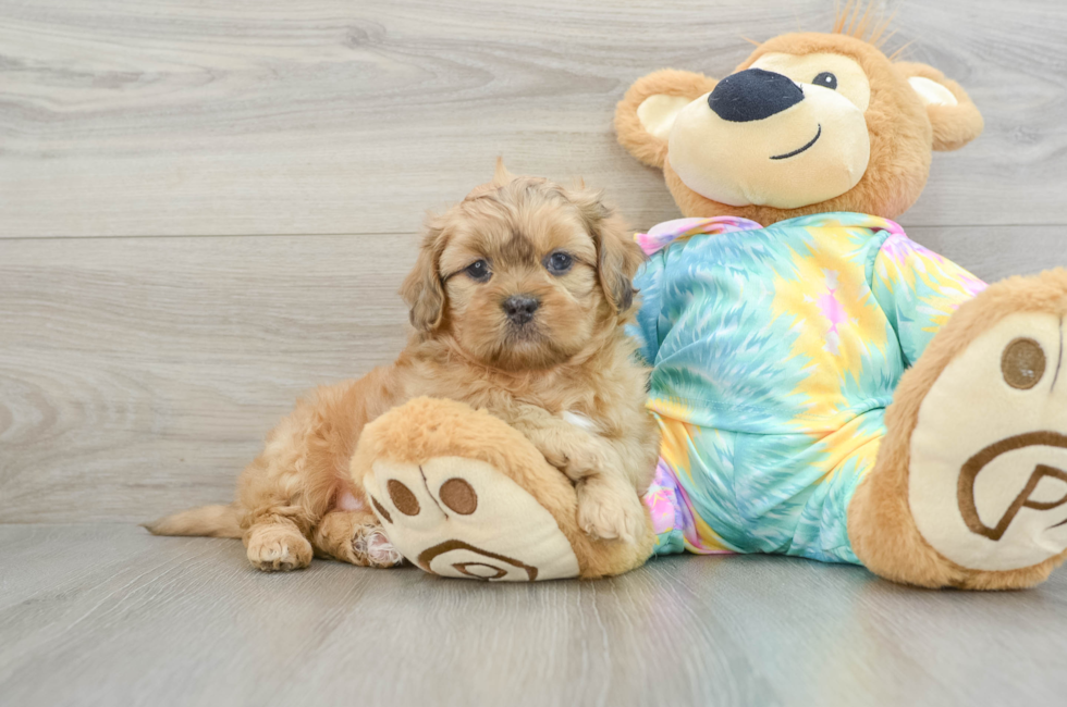 6 week old Shih Poo Puppy For Sale - Puppy Love PR