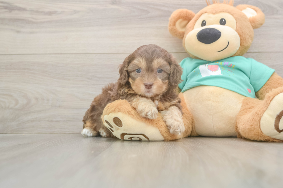5 week old Shih Poo Puppy For Sale - Puppy Love PR
