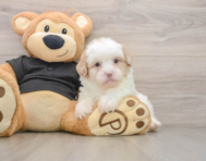 7 week old Shih Poo Puppy For Sale - Puppy Love PR