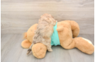 Adorable Shih Poo Poodle Mix Puppy