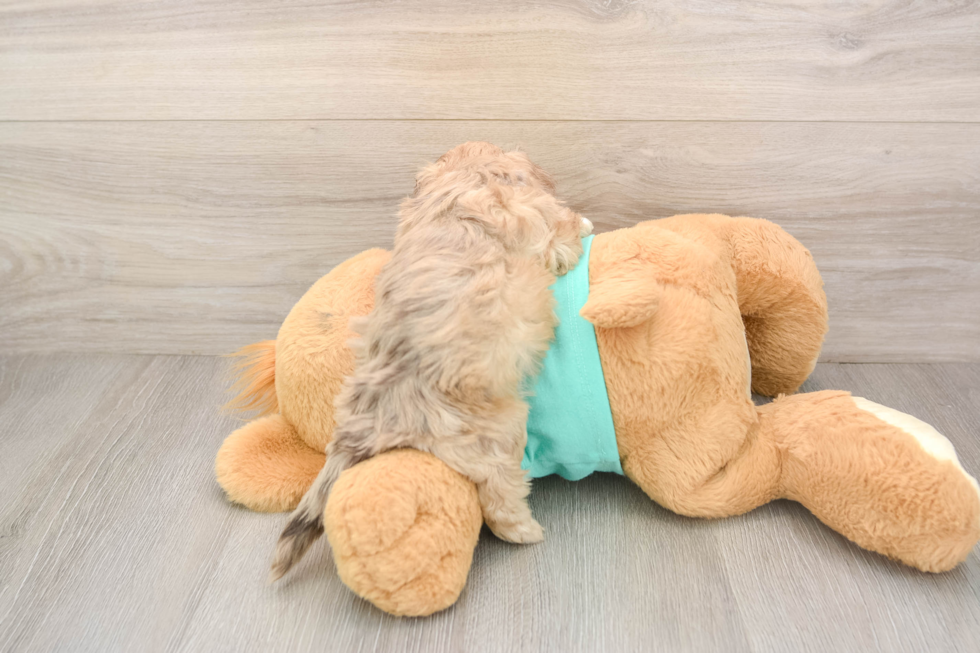 Adorable Shih Poo Poodle Mix Puppy