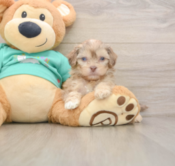 9 week old Shih Poo Puppy For Sale - Puppy Love PR