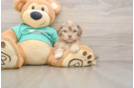 Little Shih Poo Poodle Mix Puppy
