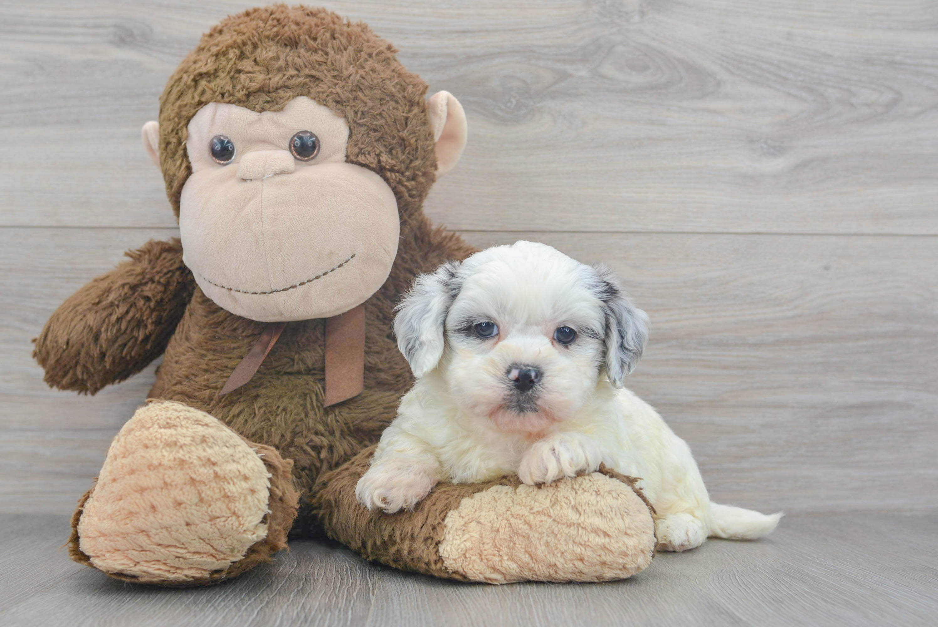 Cute Shih Poo Baby