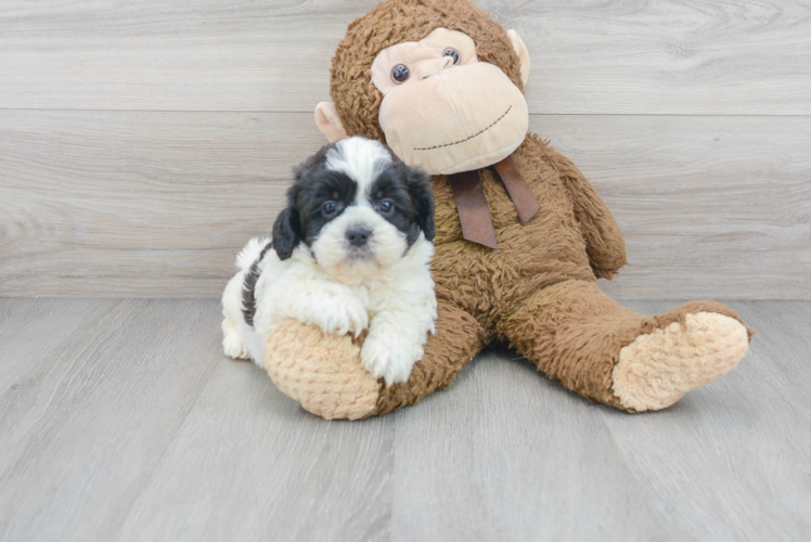 Cute Shih Poo Poodle Mix Pup