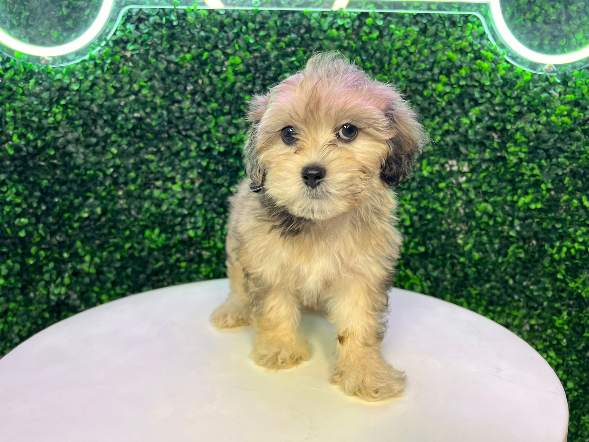 Shih Poo Pup Being Cute