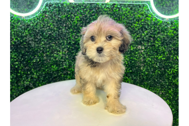 Meet Matilda Marie - our Shih Poo Puppy Photo 1/4 - Puppy Love PR Shih Poo Pup Being Cute