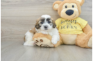 Shih Poo Puppy for Adoption