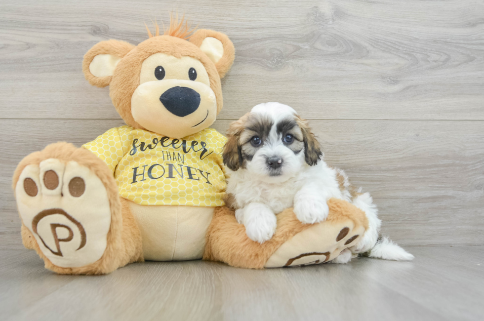 8 week old Shih Poo Puppy For Sale - Puppy Love PR