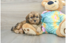 Cute Shih Poo Baby