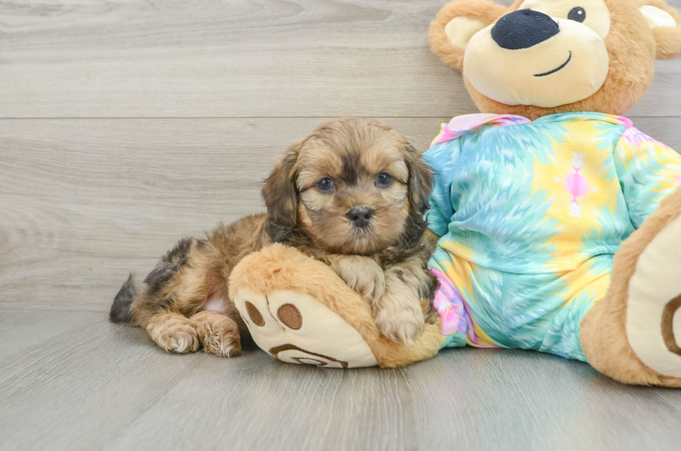 6 week old Shih Poo Puppy For Sale - Puppy Love PR