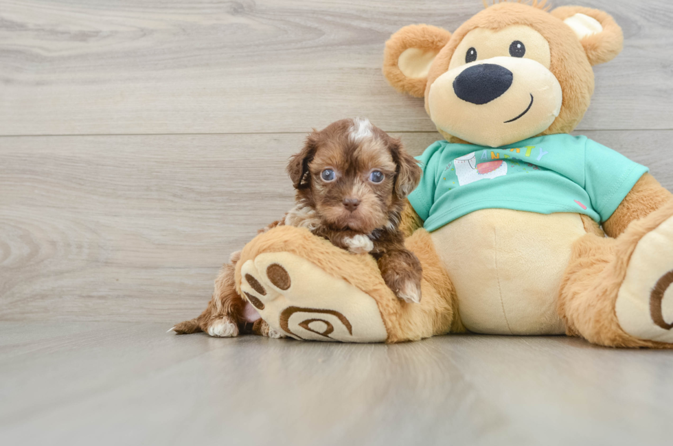 5 week old Shih Poo Puppy For Sale - Puppy Love PR