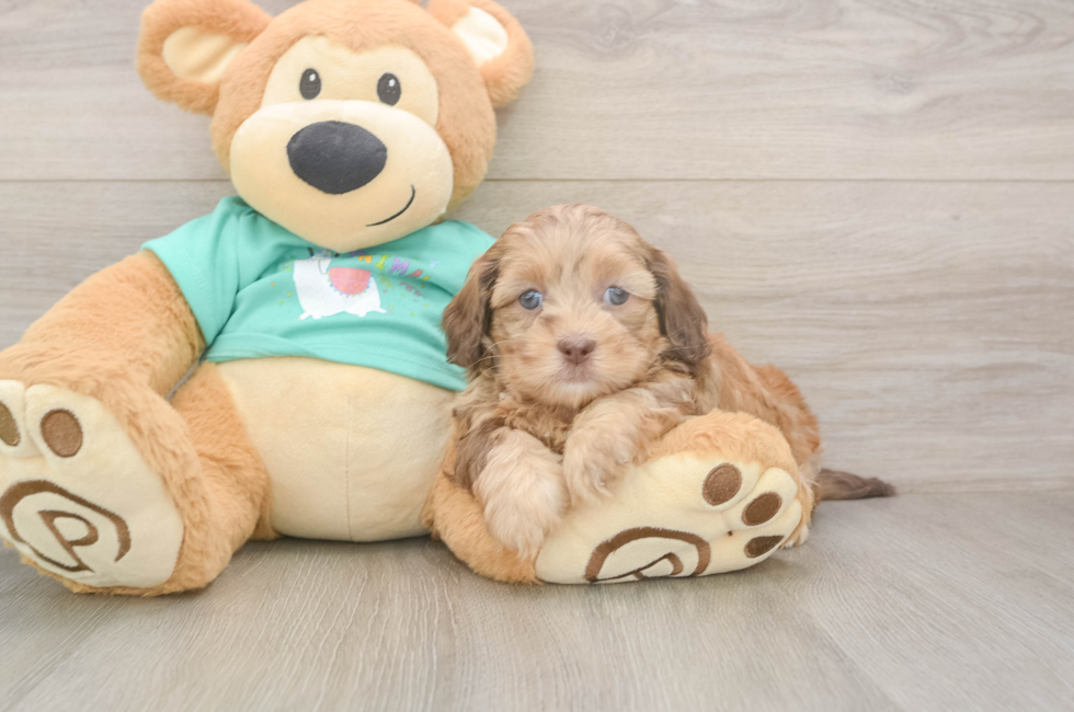 5 week old Shih Poo Puppy For Sale - Puppy Love PR