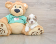 8 week old Shih Poo Puppy For Sale - Puppy Love PR