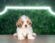 9 week old Shih Poo Puppy For Sale - Puppy Love PR