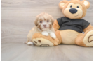 Shih Poo Puppy for Adoption