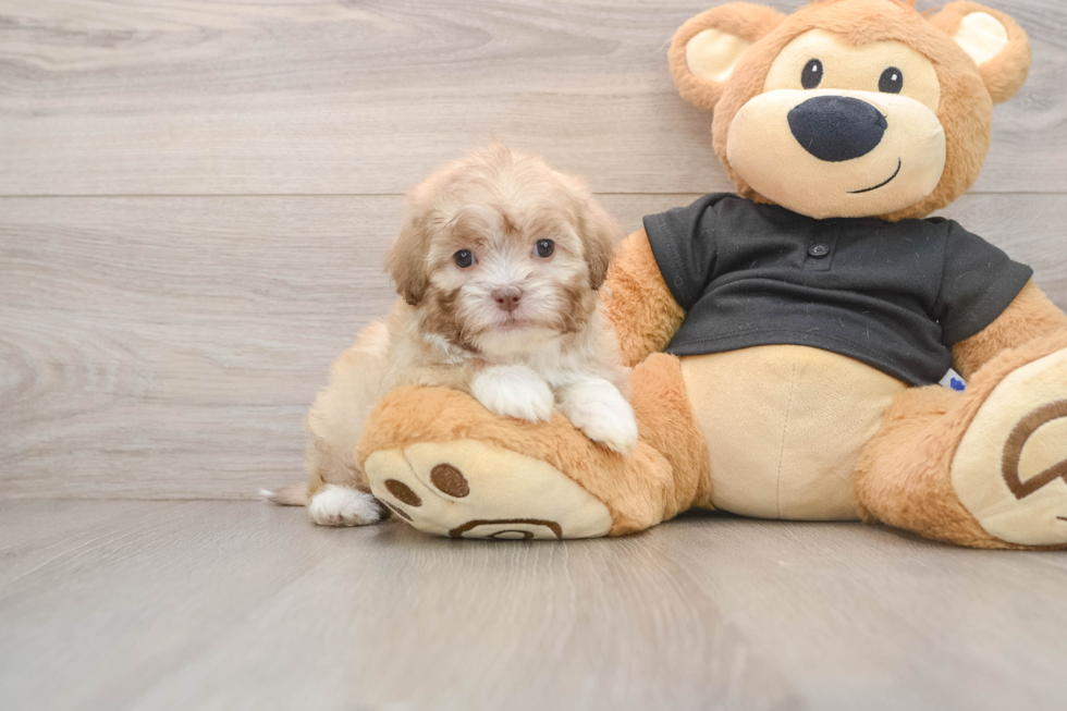 Shih Poo Puppy for Adoption