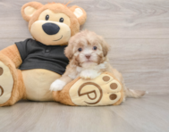 8 week old Shih Poo Puppy For Sale - Puppy Love PR