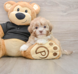 9 week old Shih Poo Puppy For Sale - Puppy Love PR