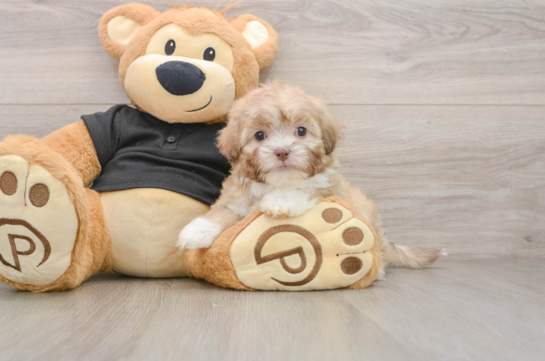 Small Shih Poo Baby