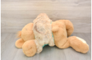 Fluffy Shih Poo Poodle Mix Pup