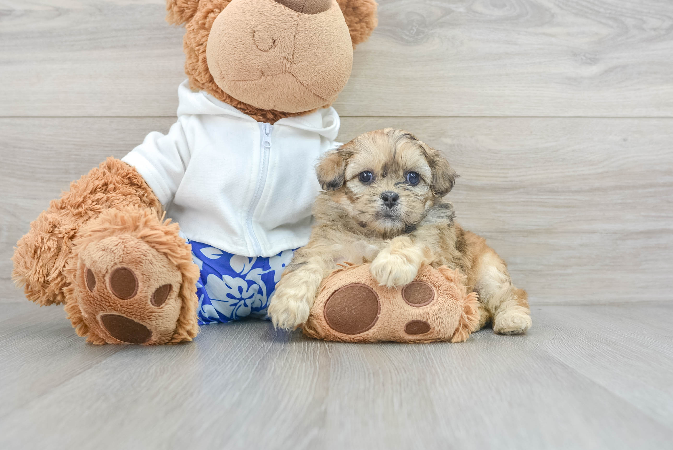 Funny Shih Poo Poodle Mix Pup