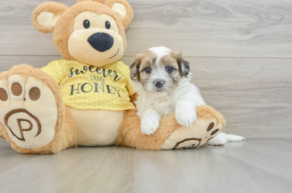 8 week old Shih Poo Puppy For Sale - Puppy Love PR